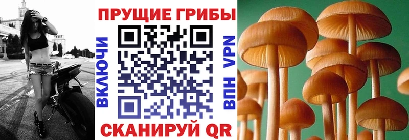 OMG как зайти  Талдом  Псилоцибиновые грибы GOLDEN TEACHER 